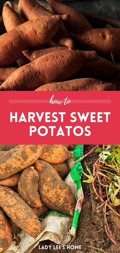 several different types of sweet potatoes with text overlay that says how to harvest, harvest and