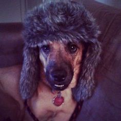 a dog wearing a furry hat on top of a couch