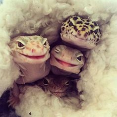 three geckos in a pile of white wool