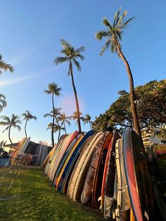 many surfboards are lined up on the grass near palm trees and buildings in the background