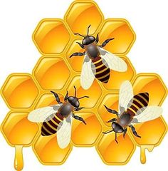 three bees sitting on top of honeycombs