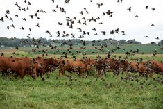 a herd of cattle standing on top of a lush green field next to a flock of birds