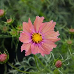 a pink flower with yellow center surrounded by green leaves and flowers in the foreground