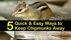 5 Quick & Easy Ways to Keep Chipmunks Away Get Rid Of Ants, Bird Netting