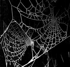 a spider web is shown in black and white