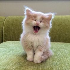 a cat yawns while sitting on a green couch with it's mouth open