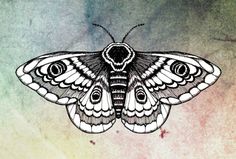 a drawing of a moth on a watercolor background