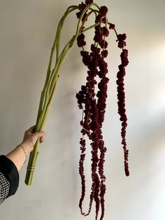 a person holding flowers in their hand and hanging from the wall with it's long stems