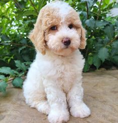 a small white dog sitting on top of a stone floor next to green bushes and trees