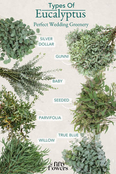 A Graphic Of Different Types Of Wedding Greenery. Green Wedding Theme, Types Of Eucalyptus, Flower Arrangements Wedding, Dollar Eucalyptus, Small Vegetable Gardens