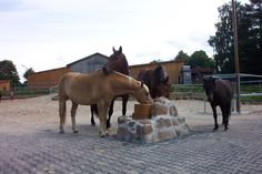 three horses are drinking water from a bucket