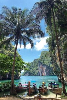 boats are docked in the water next to palm trees