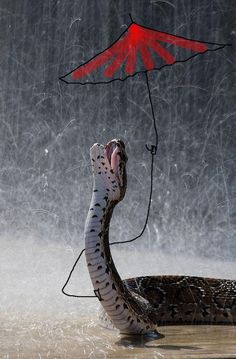 a snake is in the water with an umbrella