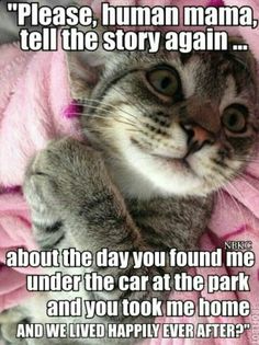 a cat laying on top of a pink blanket with the caption please, human mama tell the story again about the day you found me under the car at the park and you took me home