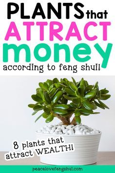 a potted plant sitting on top of a table with text overlay that reads 8 plants that attract money