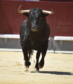 a black bull running in an arena