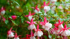 pink and white flowers are blooming in the garden