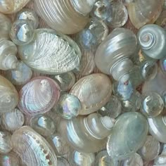 many different types of seashells are shown together in this image, including one shell