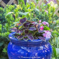 a blue pot with purple flowers in it