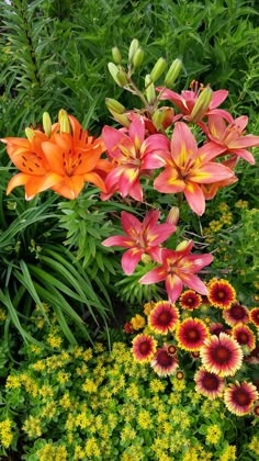 many different types of flowers in a garden