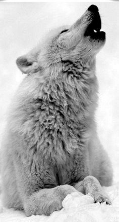 a white wolf sitting in the snow with its mouth open