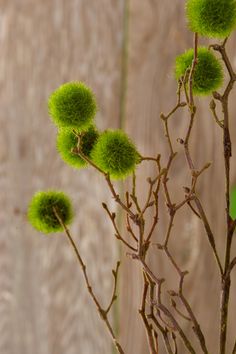 Moss Ball Spray 36in Moss Bowls, Centerpiece Arrangements, Press Flowers, Pressing Flowers, Victorian Age, Moss Ball, Fun Products, Moss Garden, Moss Balls