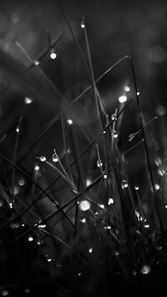 black and white photograph of grass with dew drops