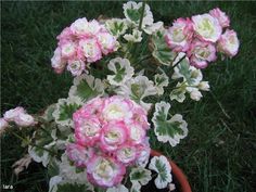 pink and white flowers in a pot on the grass