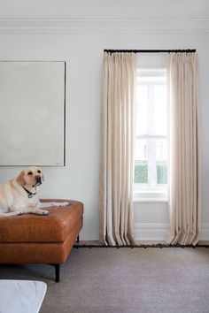 a dog sitting on top of a couch in a living room next to a window