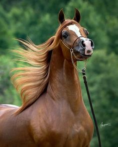 a brown and white horse with long blonde hair