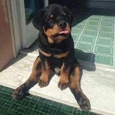 a black and brown dog sitting on top of a tiled floor next to a door