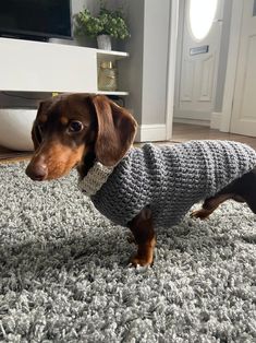 a small dog wearing a sweater on top of a rug