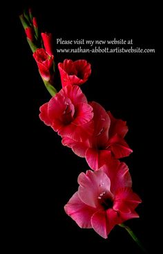 three red flowers on a black background