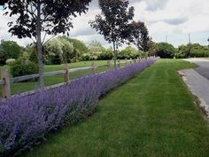 purple flowers line the side of a road in front of a wooden fence and green grass