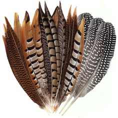 PRICES MAY VARY. Specification：A pack of 12pcs mixed natural feathers in 4 unique styles, 3pcs per style. Material： 100% natural pheasant feathers are not dyed，each feather is carefully selected by professionals,then sterilized by ultraviolet light.Safe soft and odor-free Size：Each feather is about 15-20cm long，Each kinds of feather has a beautiful pattern,you can choose different kinds and length of feather to meet your various needs..All of our feathers are natural so the size and shape may be Masquerade Decorations, Home Party Decorations, Feather Decor, Feather Wedding, Pheasant Feathers, Feather Crafts, Ultraviolet Light, Craft Home, Feather Art