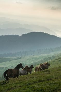 a herd of horses running across a lush green hillside