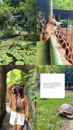 a woman standing next to a giraffe and a turtle in a zoo enclosure