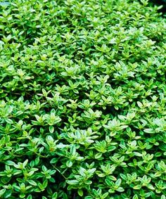 a close up view of the top of a green bush with small leaves on it