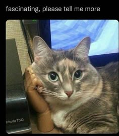 a cat sitting on top of a computer desk next to a monitor and keyboard with caption saying, fascinating, please tell me more