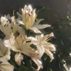 some white flowers are in a vase with green leaves and sunlight shining through the window