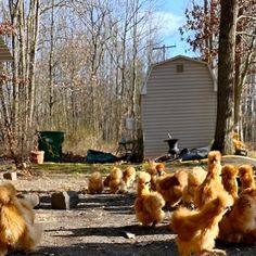 many chickens are walking around in the yard