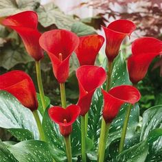 red flowers are blooming in a potted plant with green leaves on the ground