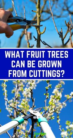 two pictures with the words what fruit trees can be grown from cuttings? on them