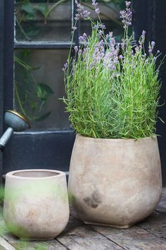 two potted plants sitting on top of a wooden table