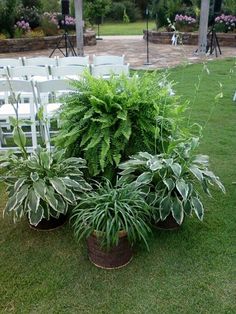 wedding ceremony setup with white chairs and green plants in buckets on the grass outside