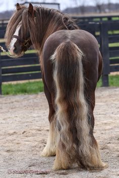 a brown and white horse with long hair on it's back standing in an enclosure