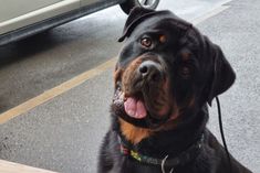 a large black and brown dog sitting next to a white car