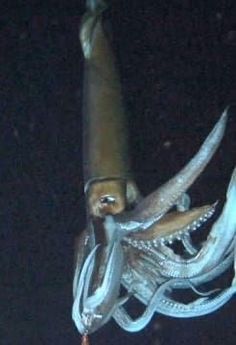 an octopus is hanging upside down in the dark