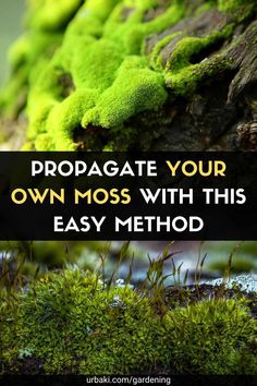 moss growing on the side of a tree trunk with text overlay that reads propagate your own moss with this easy method