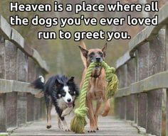 two dogs running on a bridge with a rope in their mouth and the words heaven is a place where all the dogs you've ever loved run to greet you